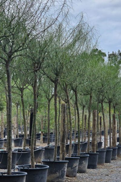 Vivero De Lobos Parkinsonia Cina Cina Vivero De Lobos Parkinsonia Cina Cina
