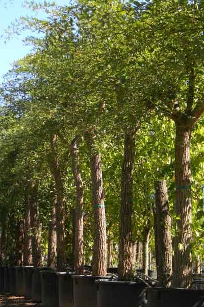 vivero-de-lobos-Erythrina-FALCATA-CEIBO-JUJENO vivero-de-lobos-Erythrina-FALCATA-CEIBO-JUJENO