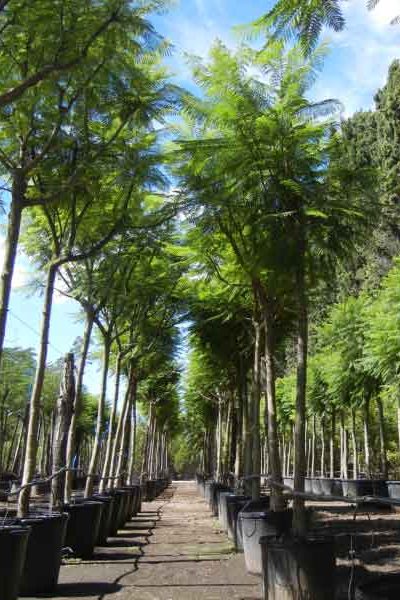vivero-de-lobos-Jacaranda-mimosifolia-jacaranda vivero-de-lobos-Jacaranda-mimosifolia-jacaranda