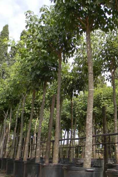 vivero-de-lobos-STabebuia-avellanedae-(Lapacho-rosado) vivero-de-lobos-STabebuia-avellanedae-(Lapacho-rosado)