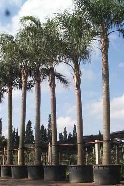 viverodelobos-Syagrus-romanzoffianum viverodelobos-Syagrus-romanzoffianum
