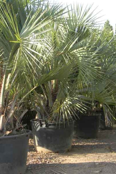 viverodelobos-butia-capitata viverodelobos-butia-capitata