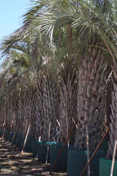 viverodelobos-butia-yatai viverodelobos-butia-yatai