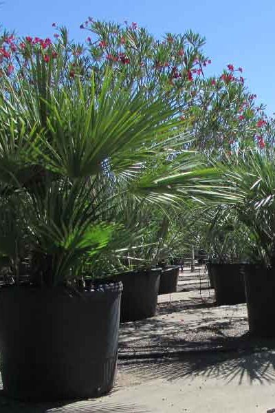 viverodelobos-chamaerops-humilis viverodelobos-chamaerops-humilis