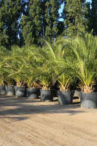 viverodelobos-phoenix-canariensis viverodelobos-phoenix-canariensis